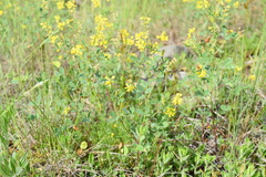 Melilotus neapolitanus