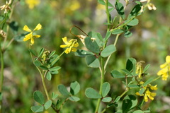 Melilotus neapolitanus