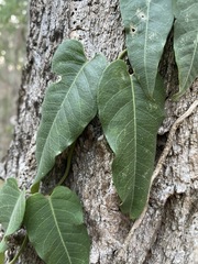 Parsonsia brisbanensis