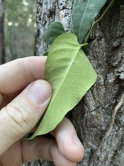 Parsonsia brisbanensis