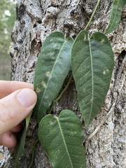 Parsonsia brisbanensis
