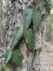 Parsonsia brisbanensis