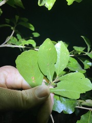 Elaeocarpus obovatus