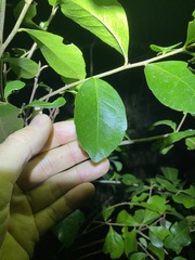 Elaeocarpus obovatus