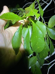 Auranticarpa rhombifolia