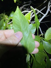 Auranticarpa rhombifolia