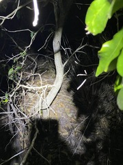 Auranticarpa rhombifolia