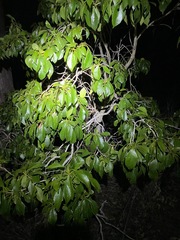 Auranticarpa rhombifolia