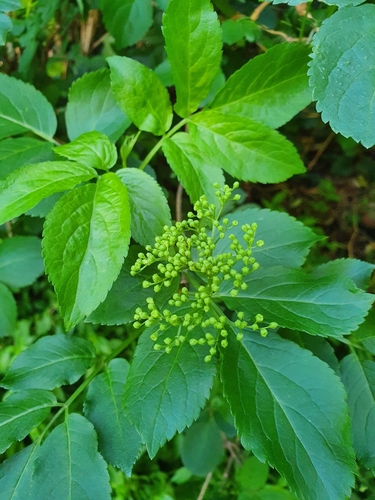 Sambucus nigra