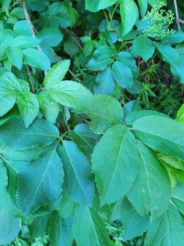 Sambucus nigra