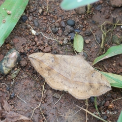 Anticarsia irrorata