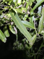 Denhamia celastroides