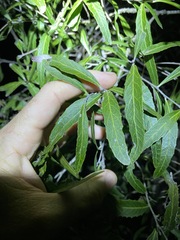 Denhamia celastroides