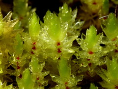 Pulchrinodus inflatus