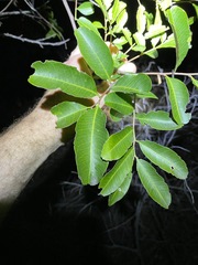 Cupaniopsis parvifolia