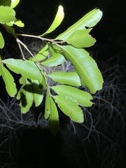 Cupaniopsis parvifolia