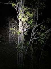 Cupaniopsis parvifolia