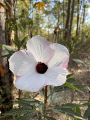 Hibiscus heterophyllus
