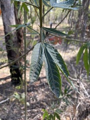 Hibiscus heterophyllus