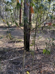 Hibiscus heterophyllus