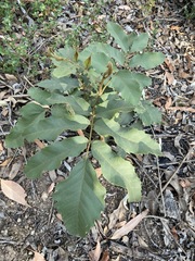 Cupaniopsis tomentella