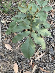 Cupaniopsis tomentella