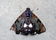 Catephia linteola