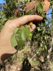 Bridelia leichhardtii