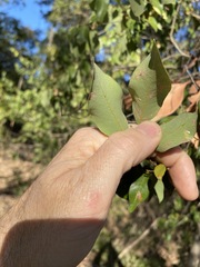 Bridelia leichhardtii