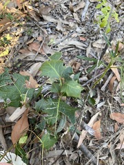 Alchornea ilicifolia