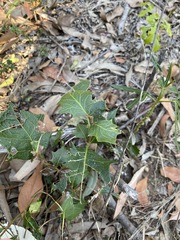 Alchornea ilicifolia