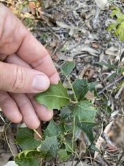 Alchornea ilicifolia