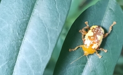 Podontia congregata