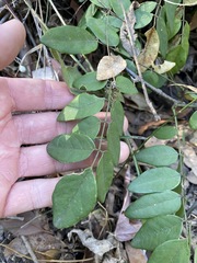 Derris involuta