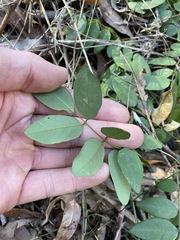 Derris involuta