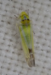 Lindbergina aurovittata