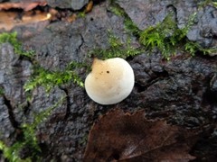 Panellus mitis
