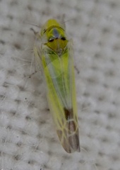 Lindbergina aurovittata