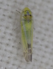 Lindbergina aurovittata