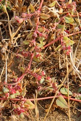 Euphorbia ocellata ocellata