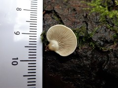 Panellus mitis