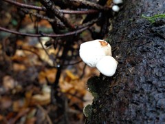 Panellus mitis