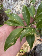 Celastrus subspicatus