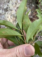 Celastrus subspicatus