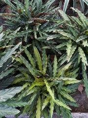 Goeppertia rufibarba