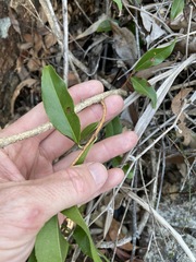 Celastrus subspicatus