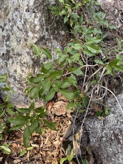 Celastrus subspicatus