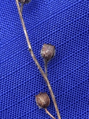 Ludwigia hirtella