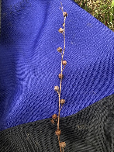 Spindleroot