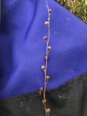Spindleroot